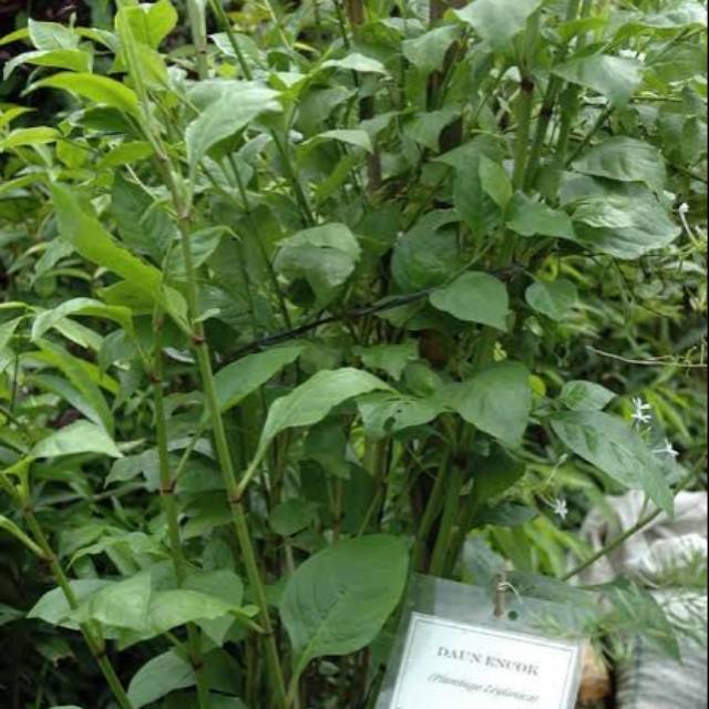 

DAUN ENCOK SEGAR 500 GRAM
