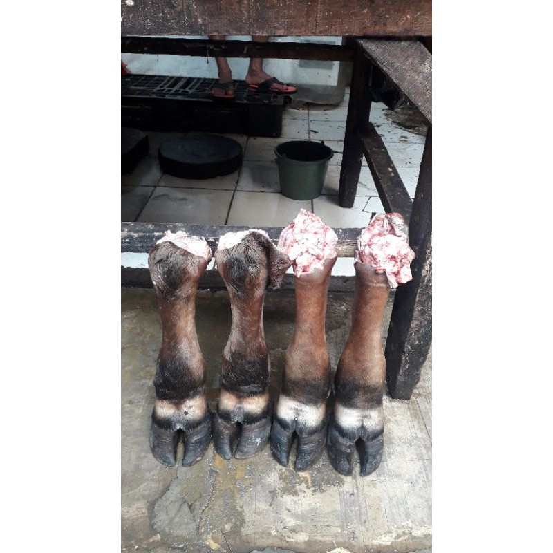 

kakai sapi/ 1.biji
