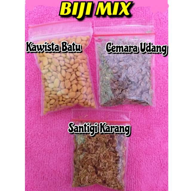 Biji Mix 3 Jenis Biji Bonsai (Biji Bonsai Santigi Karang,Biji Bonsai Kawista,Biji Bonsai Cemara Udan