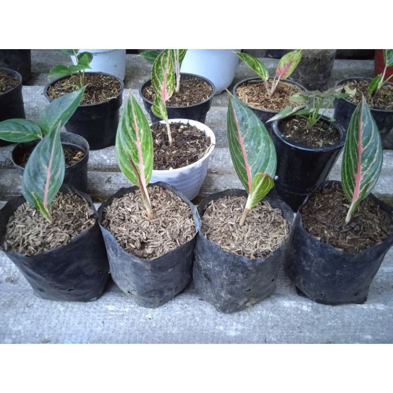 Aglonema Adelia anakan 1/2 daun tanaman hias aglonema