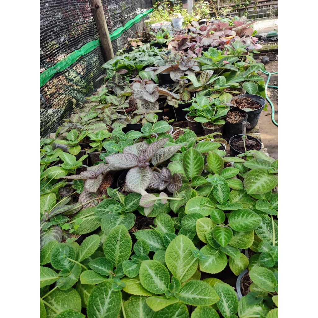 Tanaman Bunga Episcia Impor Little Pom-Pom Bunga Episcia Import Tanaman Bunga Murah