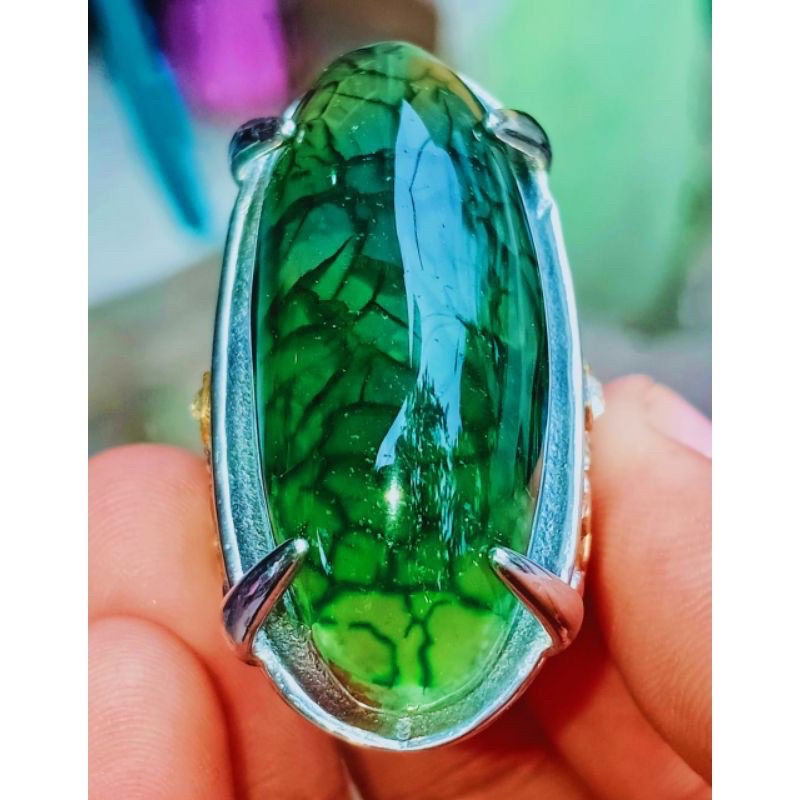 

PANDAN SISIK NAGA
