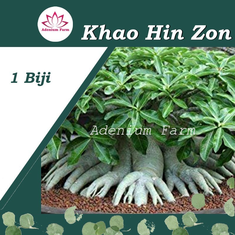 Biji Bibit Adenium KHAO HIN ZON KHZ Bunga Hias Berkualitas Import