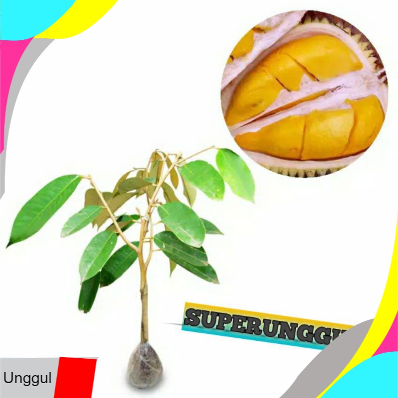 

Ungggul Bibit durian simas termanis Super