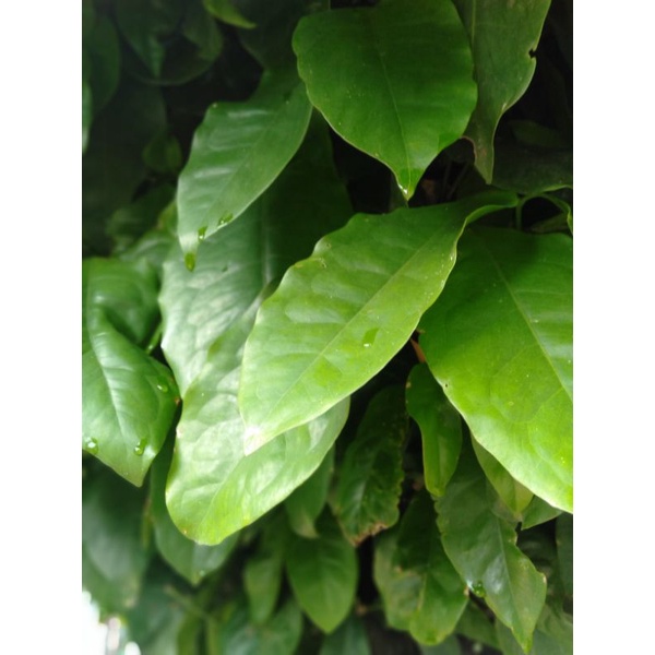 

Sayur Daun Godong SO / Melinjo / Mlinjo / Belinjo / Blinjo/ Tangkil petik segar
