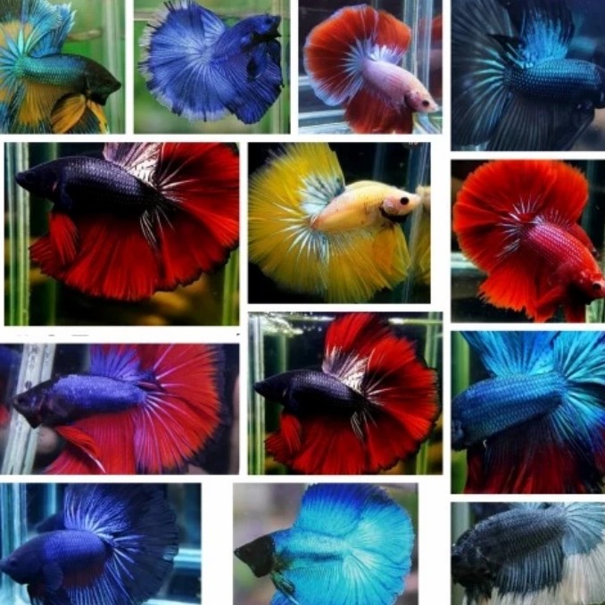 ikan cupang hias hm ukuran L(rendem)