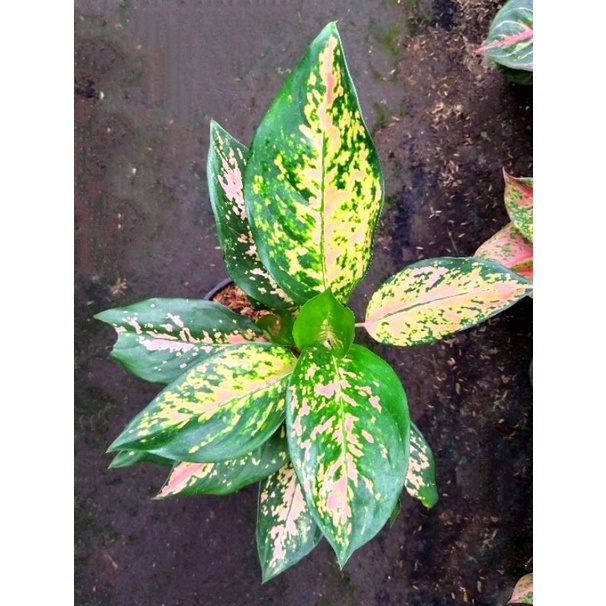 Aglonema Kochin Tembaga