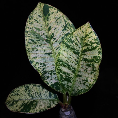 Tanaman Hias Plumeria Rubra Variegata