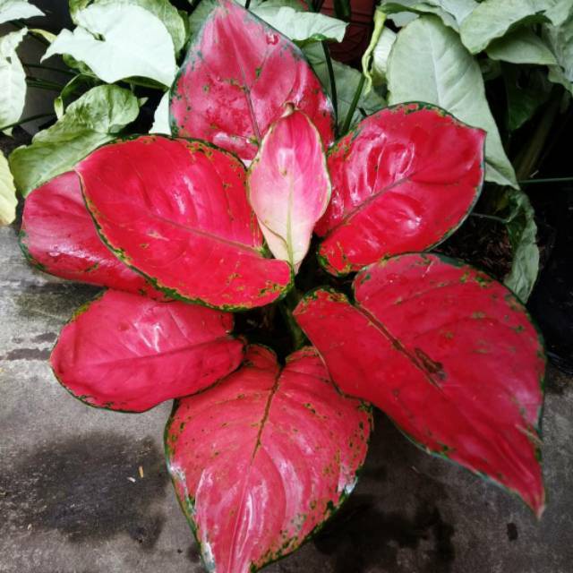 Bunga aglonema red anjamani/ aglonema red anjamani/ tanaman hias murah/ tanaman hias murah meriah