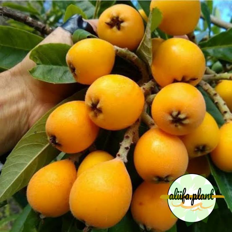 Bibit Buah Leci Kuning //leci kuning