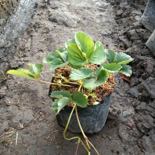 Strawberry - Tanaman Buah Strawberry Mudah Berbuah - Bibit Tanaman Buah Stroberi
