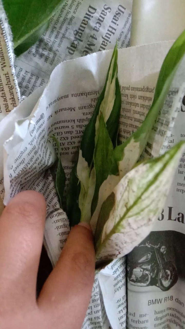 Peace Lily Sepatu Filum Sepatu Pilum Varigata Murah