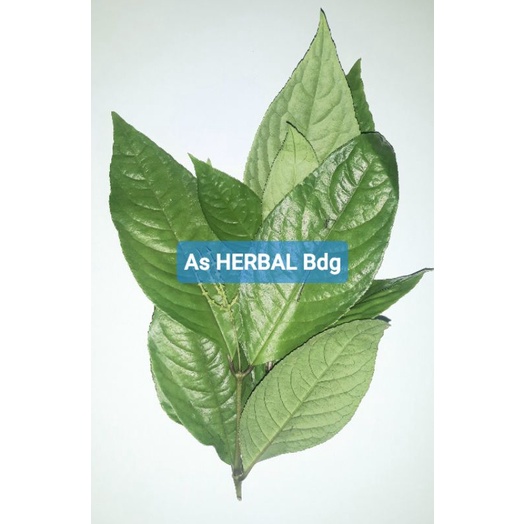 

Daun karas tulang segar petik langsung 500 gram-az