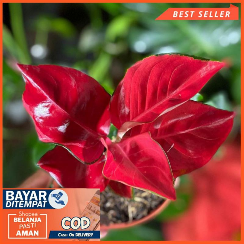 Suksom Jaipong Kultur - Tanaman Hias Aglaonema