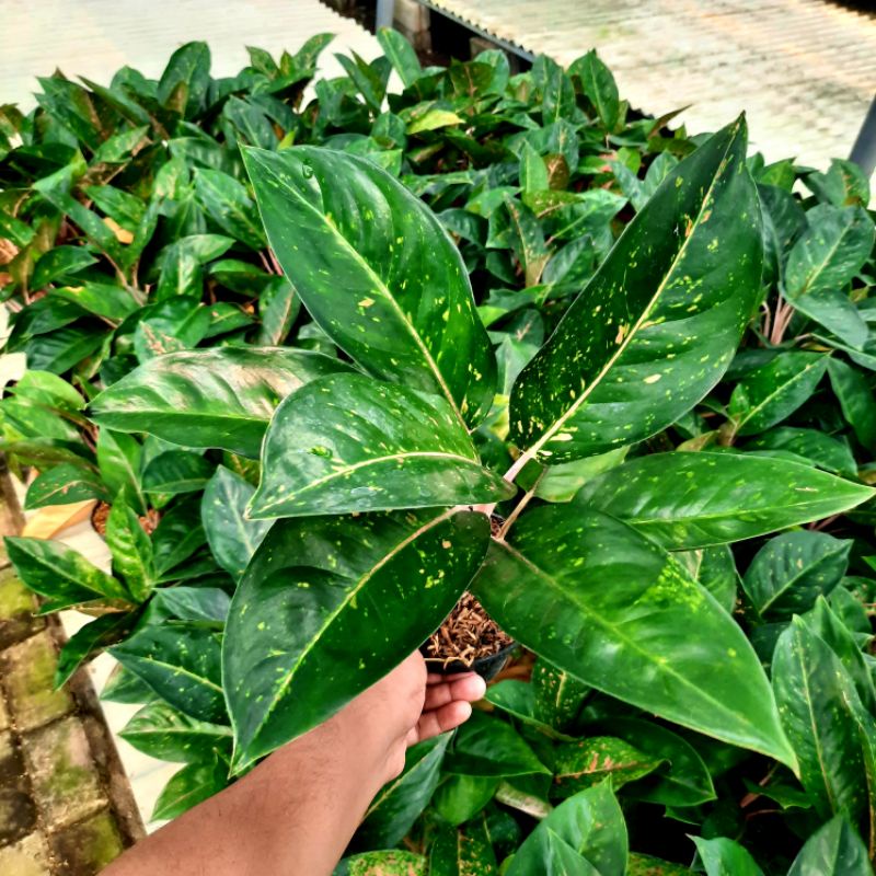 Aglonema Bigroy Hijau Dewasa Rimbun 5-6 Daun / Bunga Aglonema Bigroy Hijau Berkualitas Akar Gondrong