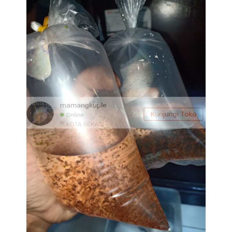 Daphnia magna (kutu air raksasa) / pakan alami ikan cupang, Guppy, hias