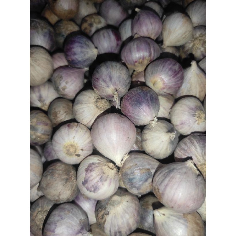 

Premium bawang putih tunggal