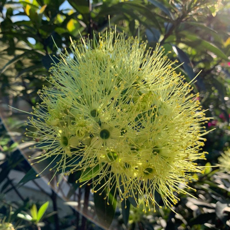 Bibit bunga Santos lemon kuning