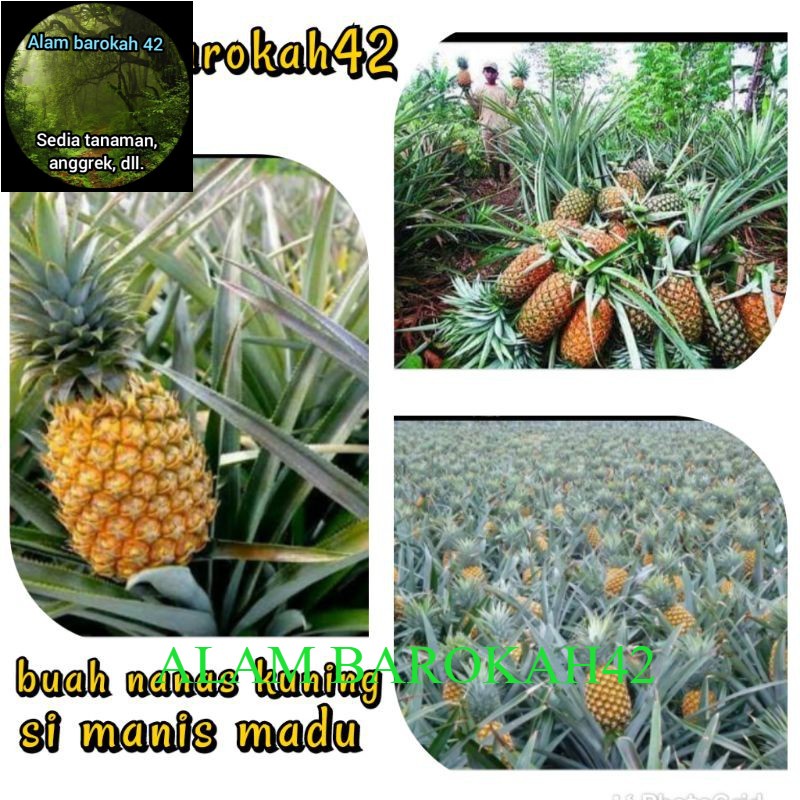 

buah nanas kuning si manis madu jumbo alam barokah