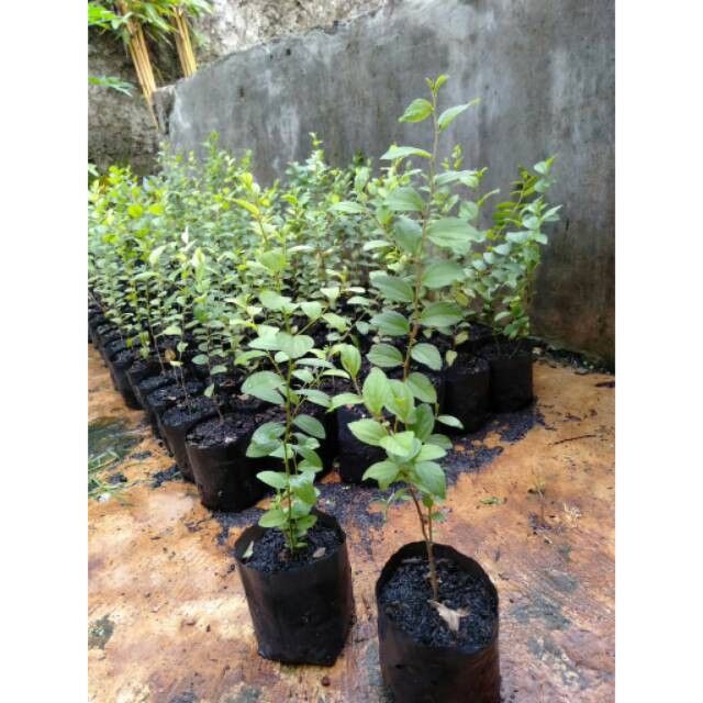 Bibit Pohon Bidara Arab Sidr / Benih Pohon Bidara Arab / Tanaman Bidara Arab