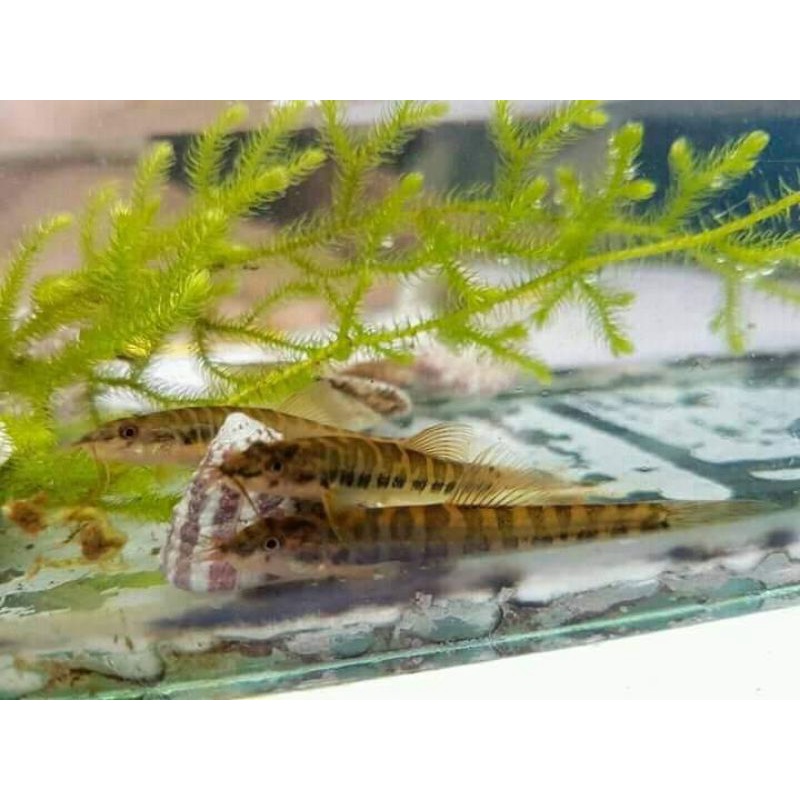 

ikan hias aquascape