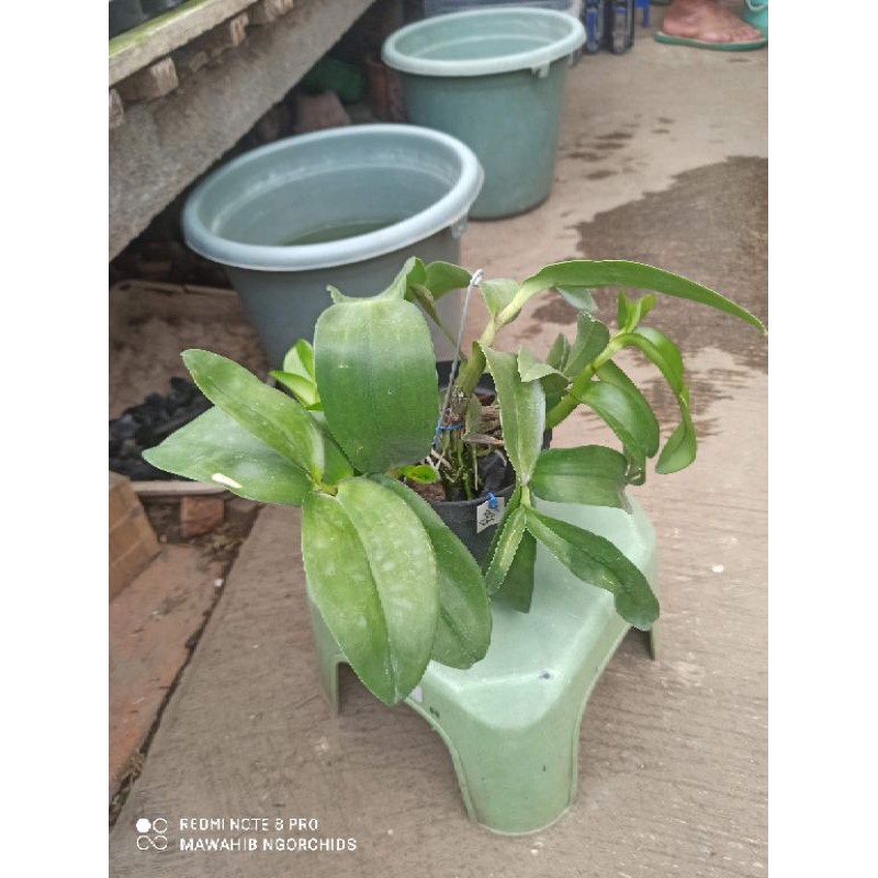 Anggrek Dendrobium Gouldii Bougenvile white X Nagataksaka