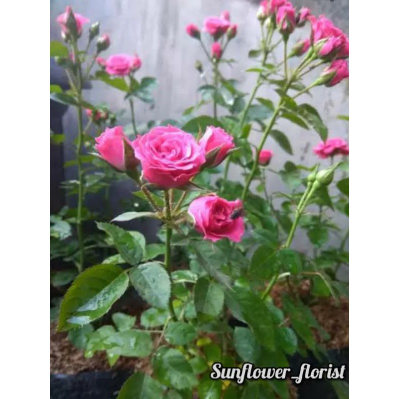 Tanaman Bunga Mawar Floribunda Pink