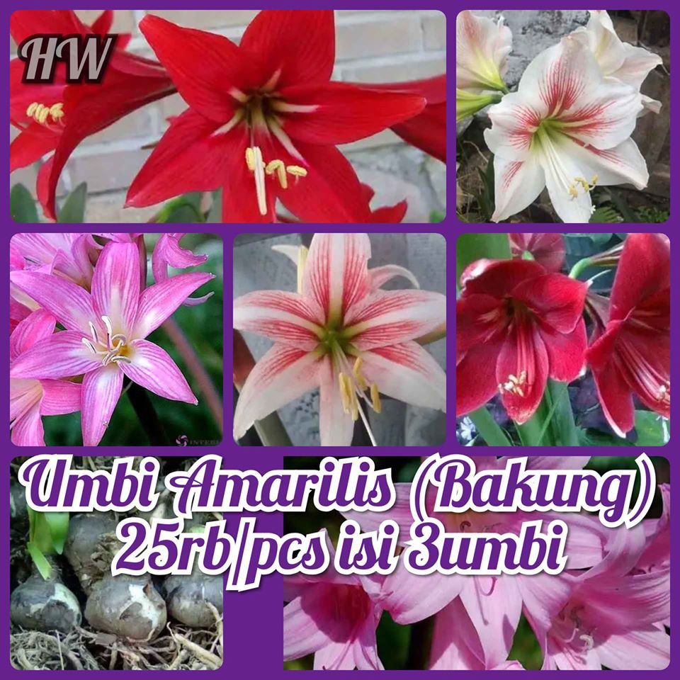 Benih Biji Umbi Bunga Amarilis (Bakung)