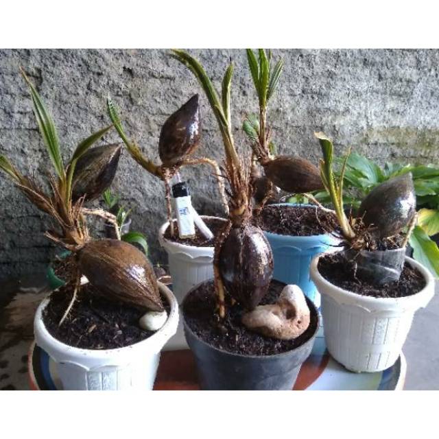 Bonsai Kelapa Minion Shopee Indonesia