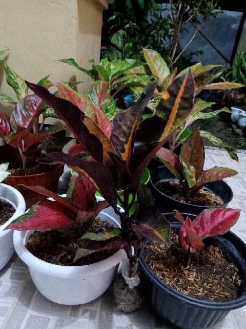 Tanaman Hias - Bibit Bunga Puring Bali