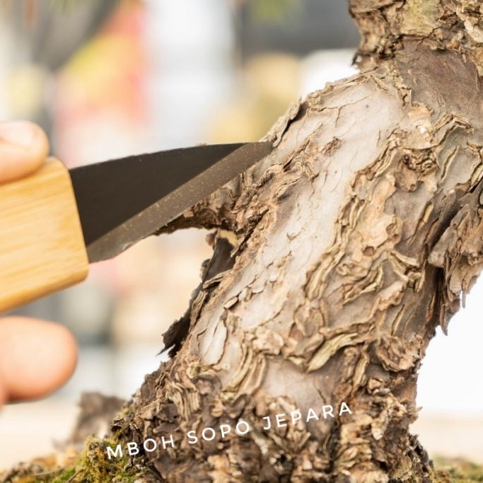 Pisau - Alat Bonsai - Pisau Ryuga