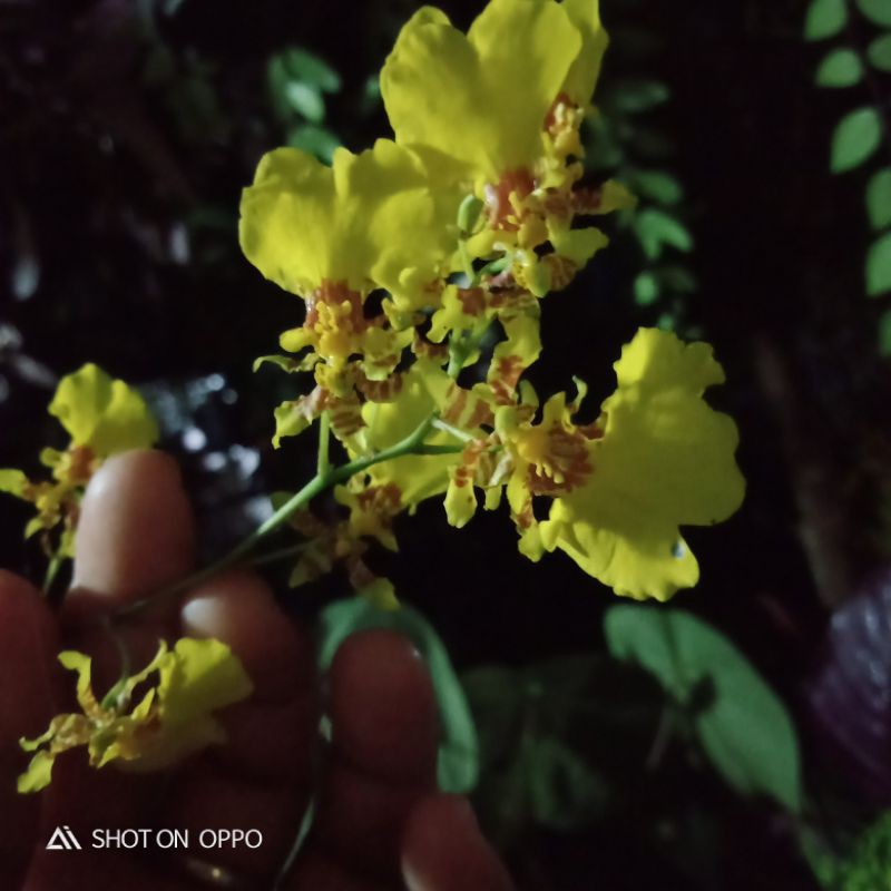 anggrek oncidium golden shower
