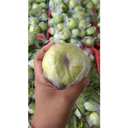 

Jambu Kristal Putih Premium (Grade A 1Kg)