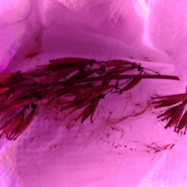 Seed nepenthes maxima