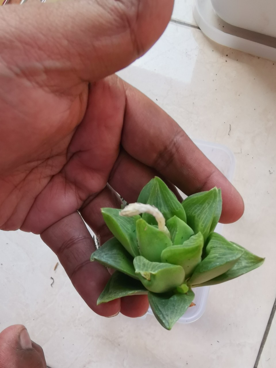 Haworthia Retusa