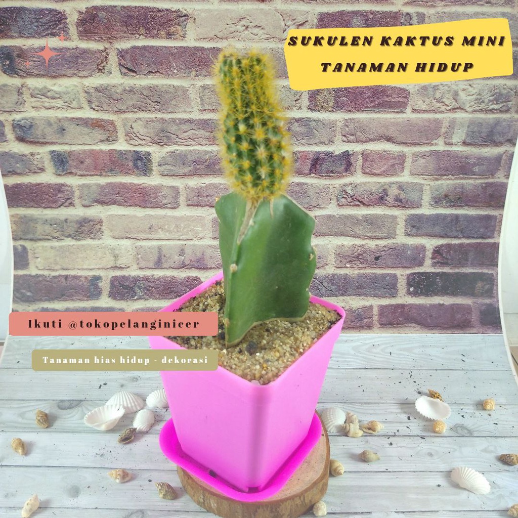 Sukulen kaktus Murah Tumbuhan Kaktus Mini Sekulen Bunga Hias Tanaman Artificial 114.8