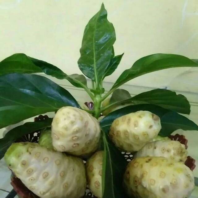 

MENGKUDU SEGAR BUAH HERBAL 1 kg