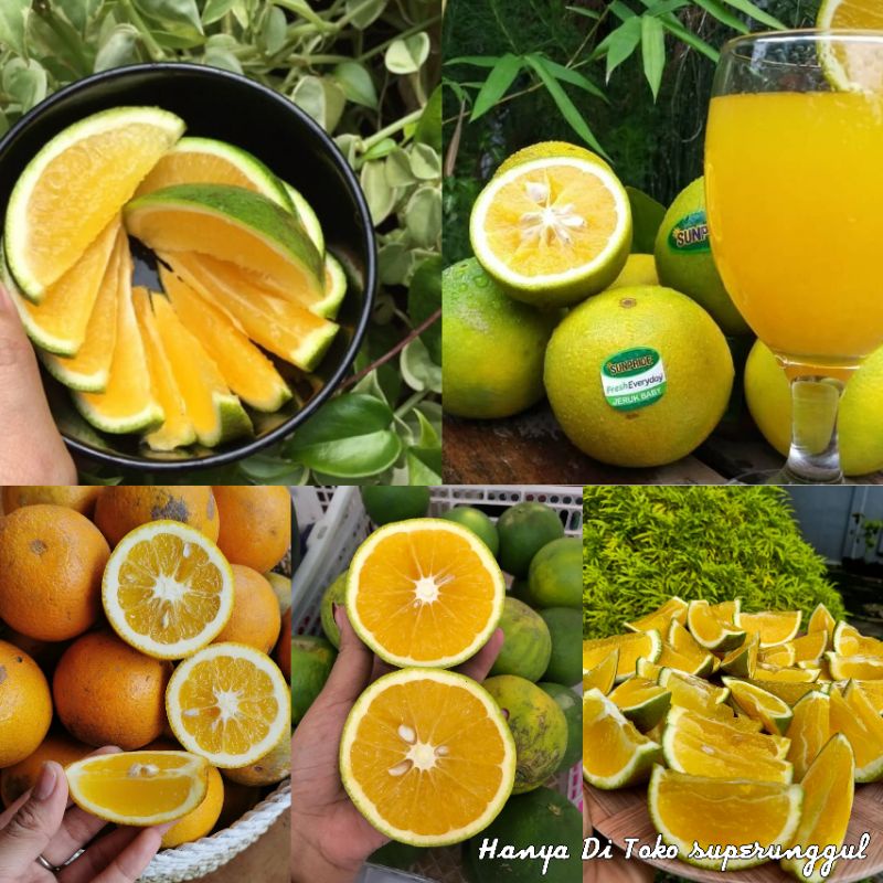 bibit jeruk beby multivitamin