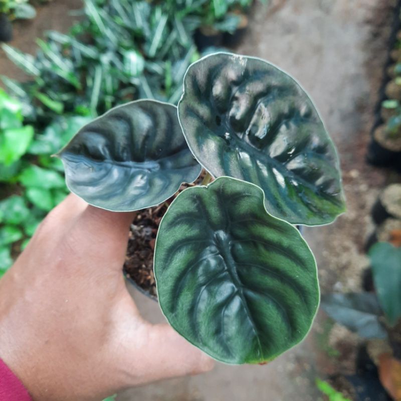 tanaman alocasia cuprea / keladi tengkorak hitam