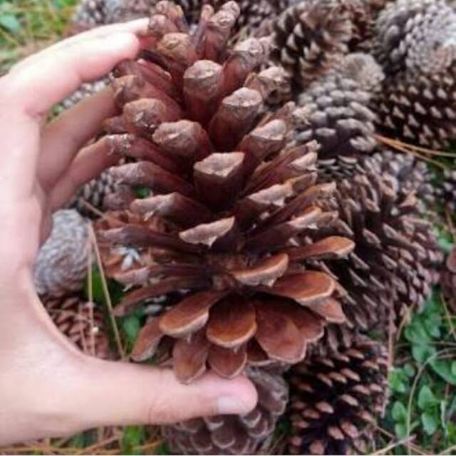 Bunga Pinus Kering Untuk Kerajinan Shopee Indonesia