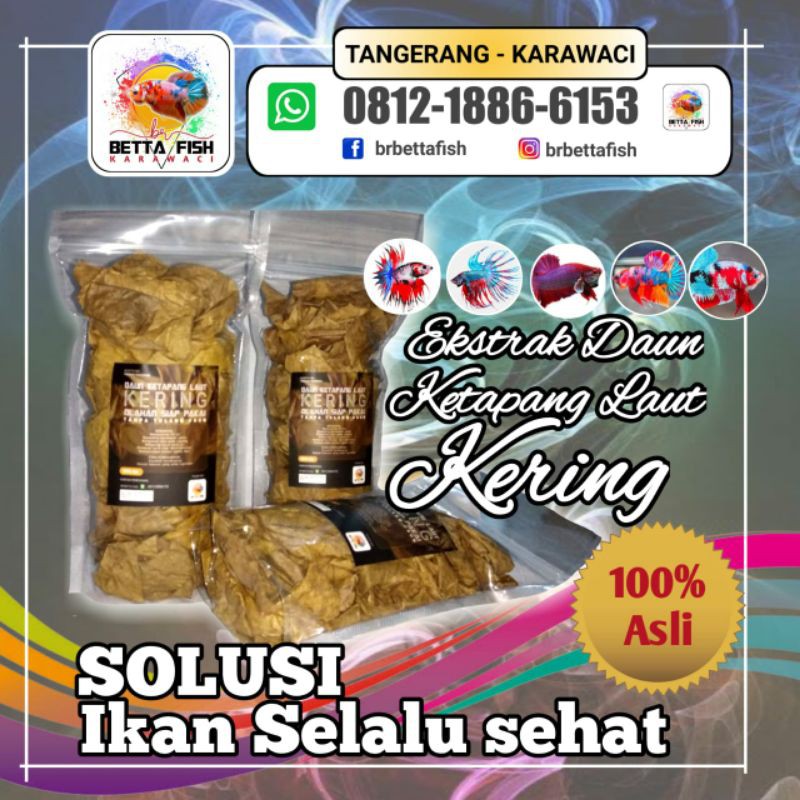 

Daun Ketapang laut kering 50g