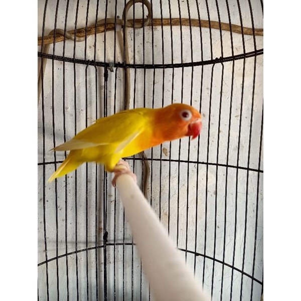 Burung lovebird/LB/lakbet jenis LUTINO MM(matamerah) mandiri