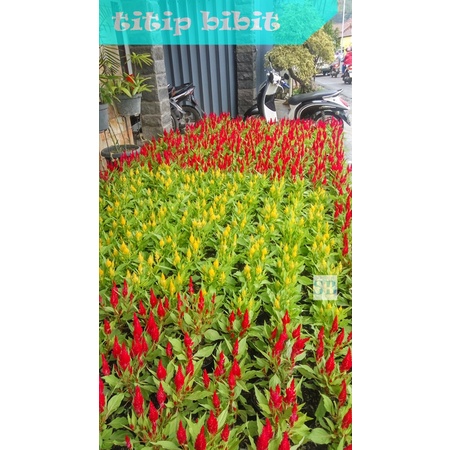 Tanaman Bunga Celosia Bunga Besar Bergarasi