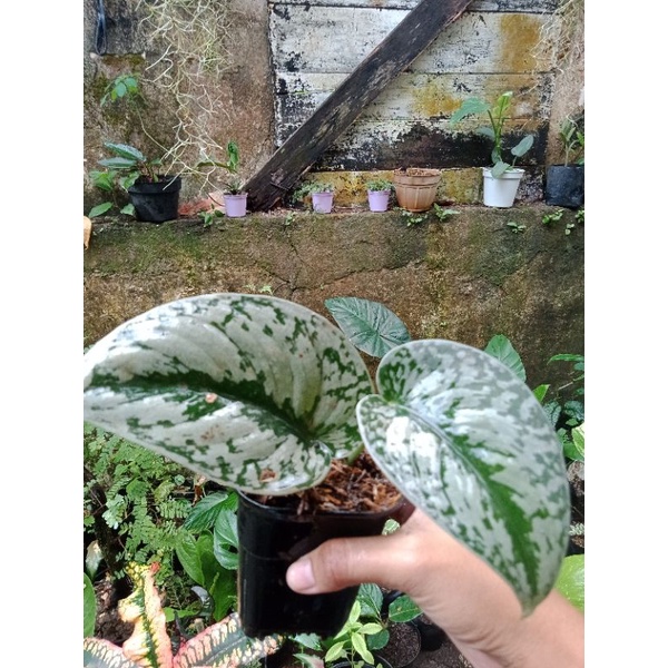 scindapsus pictus/sirih gading silver