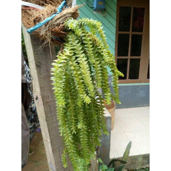 Bibit Tanaman Huperzia Squarrosa Botany Land