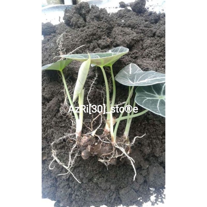BONGGOL ALOCASIA BLACK VELVET