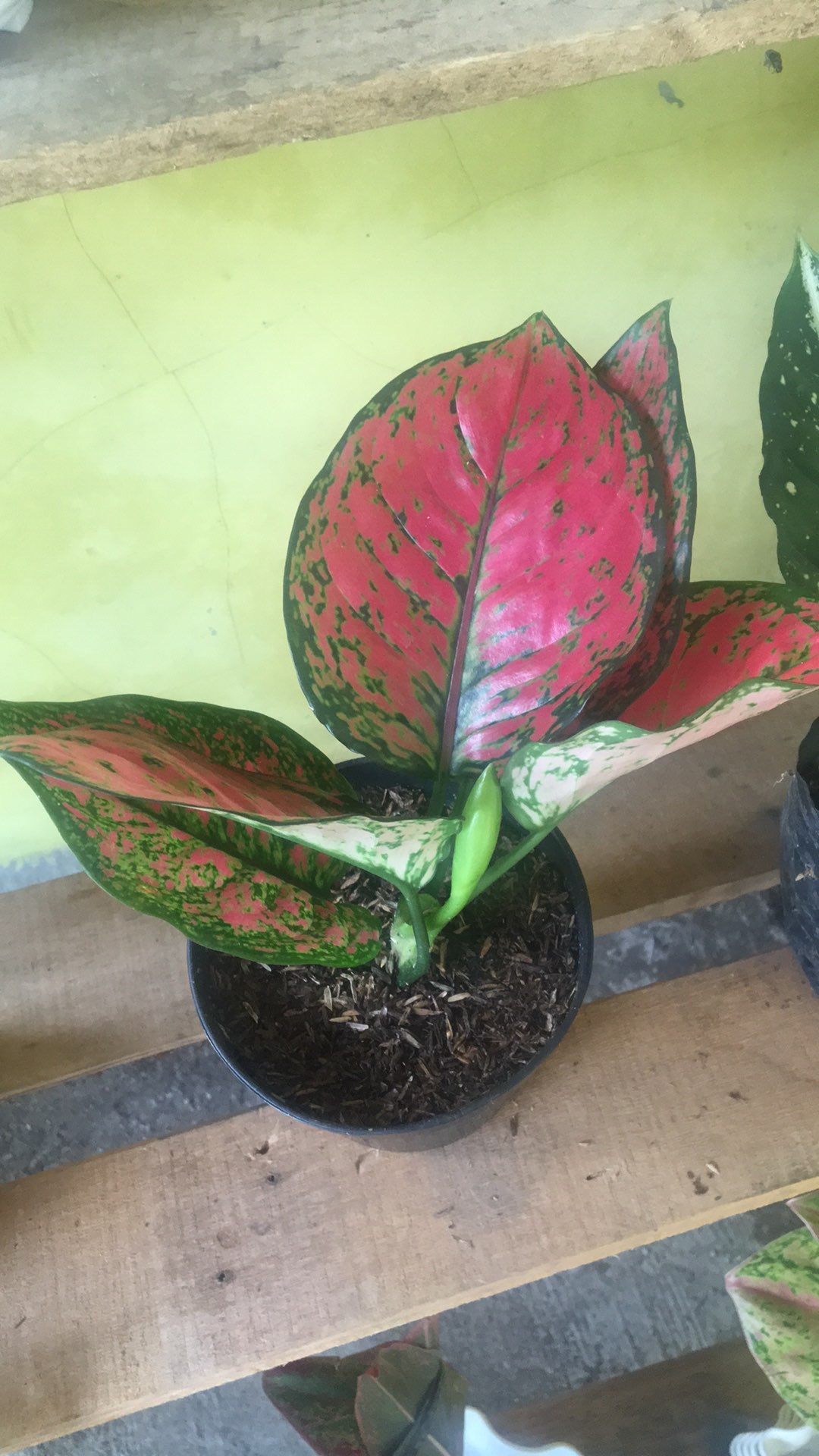 Aglonema Dud Anjamani Jumbo