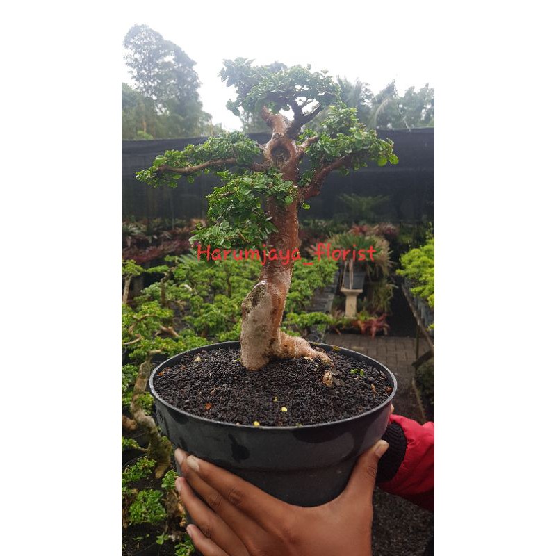 Tanaman hias bonsai sancang