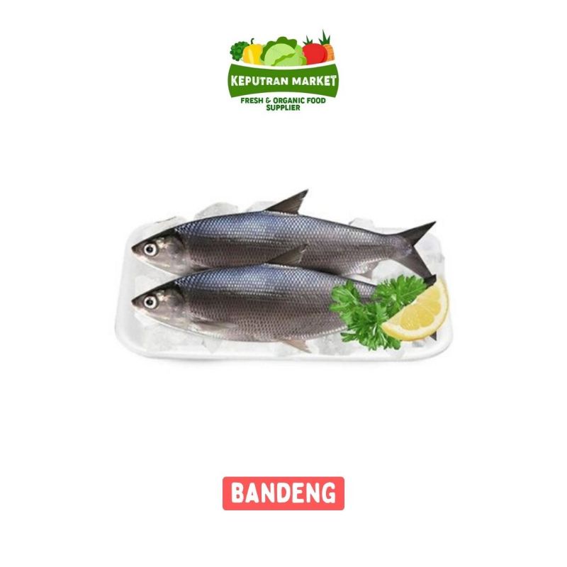 

Ikan Bandeng Per Kg / Ikan Segar