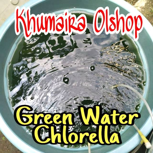Starter Chlorella murni untuk makanan kutu air, daphnia magna